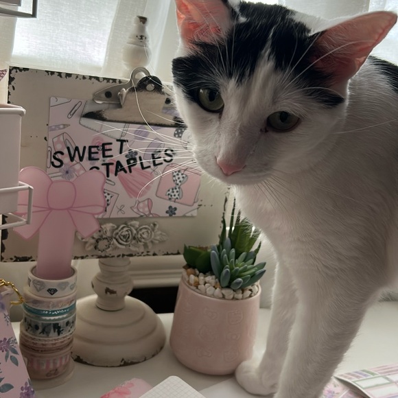 🎀Simply Gilded pretty in pink Bundle Floral B6 Travelers planner with extras 🎀 - Picture 9 of 9